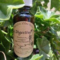 Macérat de bourgeon - la digestive