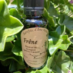 Macérat de bourgeons - Frêne